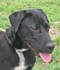 Small Black Mouth Cur-Labrador Retriever Mix