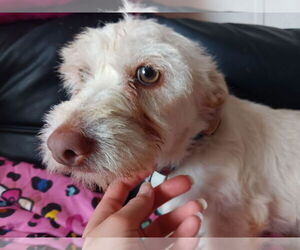 Mutt Dogs for adoption in Minneapolis, MN, USA