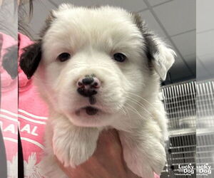 Australian Shepherd-Collie Mix Dogs for adoption in Washington, DC, USA
