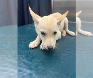 Finnish Spitz-Unknown Mix Dogs for adoption in Mobile, AL, USA