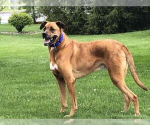 Boxer-Great Dane Mix Dogs for adoption in Harrisburg, PA, USA