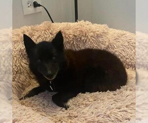 Schipperke Dogs for adoption in SAINT CHARLES, IL, USA