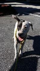 Labrador Retriever-Unknown Mix Dogs for adoption in Brunswick, GA, USA