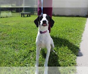 Pointer Dogs for adoption in Vero Beach, FL, USA