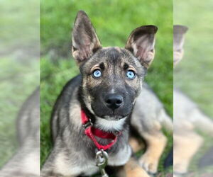Shepradors Dogs for adoption in Brewster, NY, USA