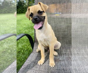 Pug Dogs for adoption in Winter, WI, USA