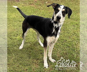 Pointer-Unknown Mix Dogs for adoption in Irvine, CA, USA