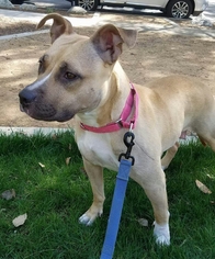 Black Mouth Cur Dogs for adoption in Dana Point, CA, USA