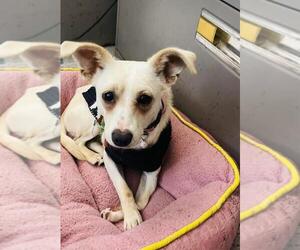 Chihuahua Dogs for adoption in Santa Barbara, CA, USA