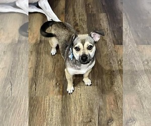 Chiweenie Dogs for adoption in Princeton, MN, USA