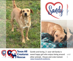 Dachshund-Unknown Mix Dogs for adoption in Lillian, TX, USA