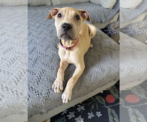 Mutt Dogs for adoption in Greenville, SC, USA