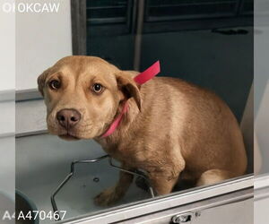 Mutt Dogs for adoption in Oklahoma City, OK, USA