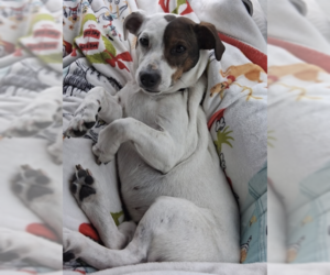 Jack Russell Terrier-Unknown Mix Dogs for adoption in Decatur, GA, USA