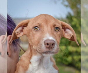 Borador Dogs for adoption in Huntley, IL, USA