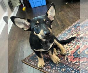 Dorgi Dogs for adoption in Oakhurst, NJ, USA