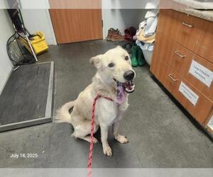 Golden Retriever-Unknown Mix Dogs for adoption in Santa Cruz, CA, USA