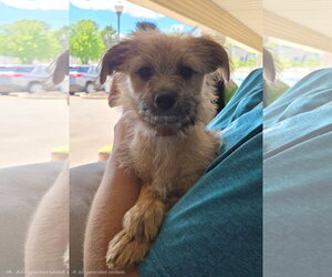 Mutt Dogs for adoption in Cliffwood, NJ, USA