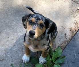 Catahoula Leopard Dog Dogs for adoption in Remus, MI, USA