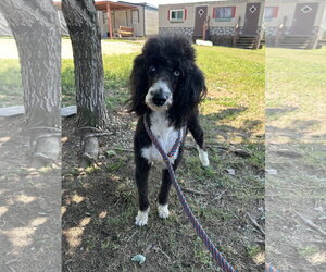 Labradoodle Dogs for adoption in Pacolet, SC, USA