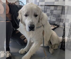 Great Pyrenees Dogs for adoption in Chico, CA, USA