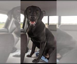 Labrador Retriever Dogs for adoption in Fort Worth, TX, USA