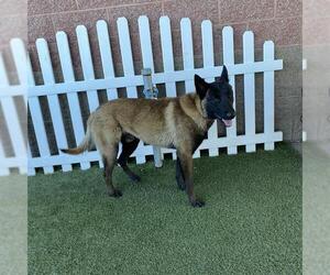 Mutt Dogs for adoption in Modesto, CA, USA
