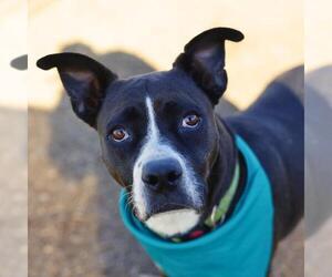 American Staffordshire Terrier-Unknown Mix Dogs for adoption in San Antonio, TX, USA
