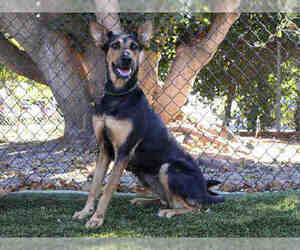 Medium Photo #1 Black and Tan Coonhound Puppy For Sale in Santa Barbara, CA, USA