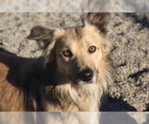 Pembroke Welsh Corgi-Unknown Mix Dogs for adoption in Yreka, CA, USA