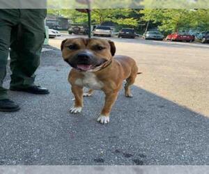 American Bulldog Dogs for adoption in Saginaw, MI, USA