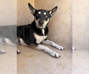 Gerberian Shepsky Dogs for adoption in Oklahoma City, OK, USA