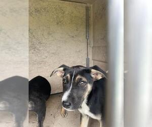 Mutt Dogs for adoption in Oklahoma City, OK, USA