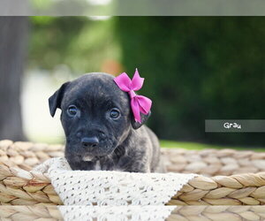 Mutt Dogs for adoption in Sandy, UT, USA