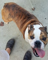 Bulldog Dogs for adoption in Baileyton, AL, USA