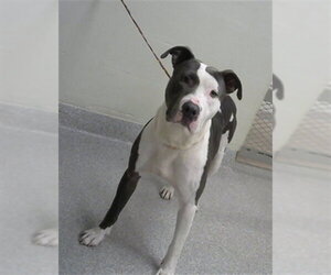 American Pit Bull Terrier-Unknown Mix Dogs for adoption in Pasadena, TX, USA