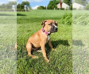 American Staffordshire Terrier Dogs for adoption in COLUMBIA, MD, USA