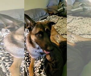 Mutt Dogs for adoption in Stevens Point, WI, USA