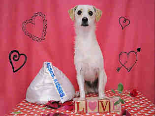 Small Parson Russell Terrier Mix