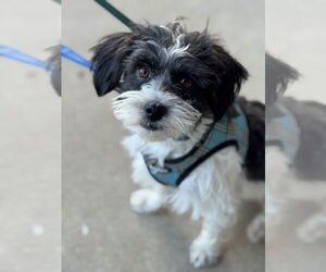 Mutt Dogs for adoption in Fort Worth, TX, USA