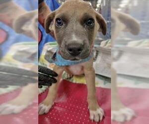 American Pit Bull Terrier-Unknown Mix Dogs for adoption in Visalia, CA, USA