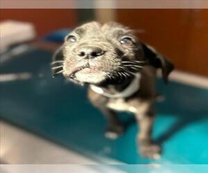 American Pit Bull Terrier-Unknown Mix Dogs for adoption in Rancho Cucamonga, CA, USA