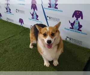 Pembroke Welsh Corgi Dogs for adoption in Orlando, FL, USA