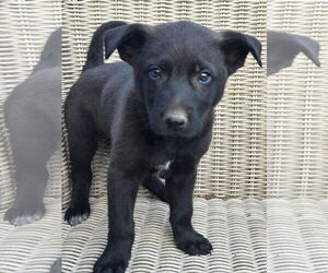 German Shepherd Dog-Unknown Mix Dogs for adoption in Alexander, AR, USA