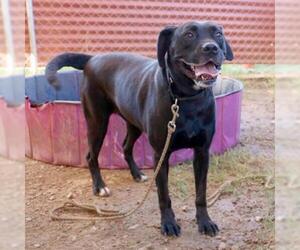 Labrador Retriever-Unknown Mix Dogs for adoption in Austin, TX, USA
