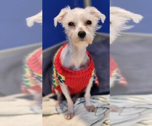 Maltese Dogs for adoption in Walnutport, PA, USA
