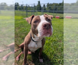 Mutt Dogs for adoption in Forestville, MD, USA