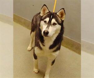 Huskies -Unknown Mix Dogs for adoption in Las Vegas, NV, USA