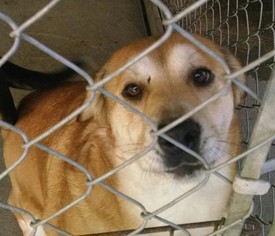 Medium Photo #20 Labrador Retriever-Unknown Mix Puppy For Sale in Pembroke, GA, USA