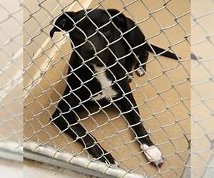 American Pit Bull Terrier-Unknown Mix Dogs for adoption in Anchorage, AK, USA